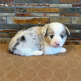 Boy 1 - Blue merle and white male American Corgi puppy in Visalia, California from VIP Stables