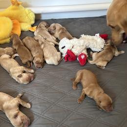 5th Pick - Golden male Golden Retriever puppy in Anaheim, California from Prim's Golden Retrievers