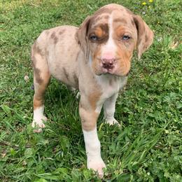 Female 2 - Red merle female Catahoula Leopard Dog puppy in Gadsden, Alabama from Rich Cat’s