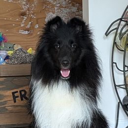 Caliban - Shetland Sheepdog