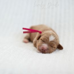 Pink Collar Girl - Caramel female Australian Labradoodle puppy in Thousand Oaks, California from Lovely Doodle Lane