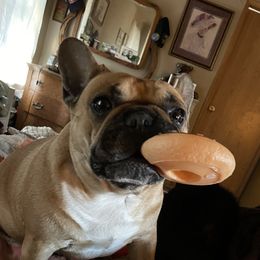 Jojo - French Bulldog