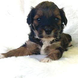 Vale - Black tri-color male Aussiedoodle puppy in Paoli, Indiana from Brambleberry Doodles