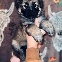 Purple - Sable female German Shepherd puppy in Marion, Ohio from Legacy K9’s