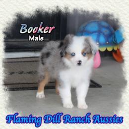 Booker - Blue merle male Toy Australian Shepherd puppy in Forestburg, Texas from Flaming Dill Ranch Aussies