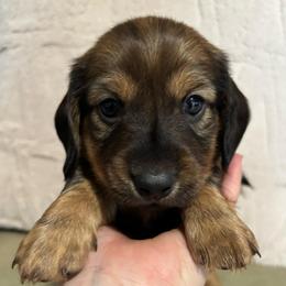 Boy 2 - Sable male Dachshund puppy in Miami, Florida from Marble Dachshunds