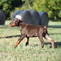 Sinner-Andarnaurram 'Andarna' - Red and rust female Doberman Pinscher puppy in Overton, Texas from Obsidian Kennel