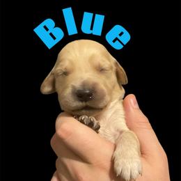 Blue Collar - Golden male Golden Retriever puppy in Peoria, Arizona from Westwing Retrievers