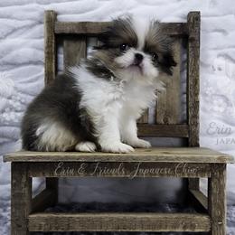 Scar - Sable and white male Japanese Chin puppy in Johnson City, Tennessee from Erin & Friends Japanese Chin