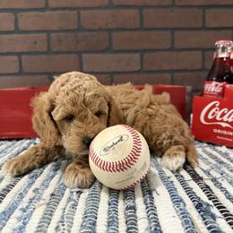 Greg - Red  male Goldendoodle puppy in Huntington, Utah from Krispydoodle