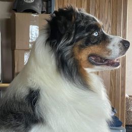 Jax - Australian Shepherd