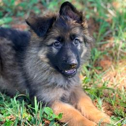 Fettucine - Sable female German Shepherd puppy in Corning, Ohio from Chapel Hill Shepherds