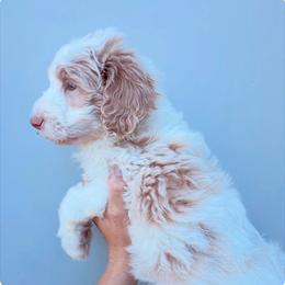 Gideon - Apricot male Aussiedoodle puppy in Orland, California from Shockley’s Elite Doodles