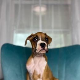 Girl 1 - Fawn female Boxer puppy in Prestonsburg, Kentucky from Diamond Standard Boxers