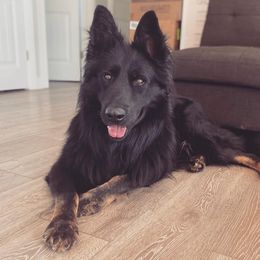 German Shepherds from Cornerstone Shepherds