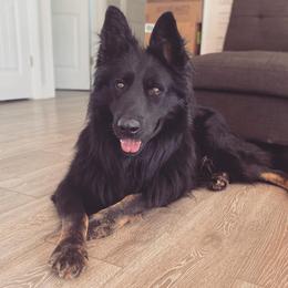 German Shepherds from Cornerstone Shepherds