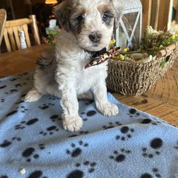 Cockapoo, Sheepadoodle, and Whoodle Puppies from Saddle Mountain Doodles
