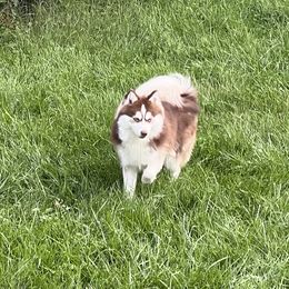 Triton - Pomsky
