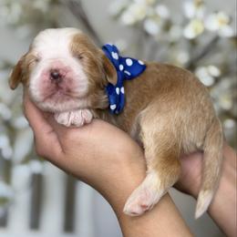 Bear - Blue boy - Brown and white male Bernedoodle puppy in Yuciapa, California from AlltheDoodlez_
