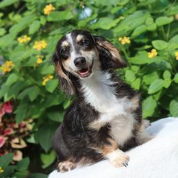 Boots - Dachshund