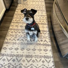 Miniature Schnauzer All Grown Up from Nordwest Schnauzers