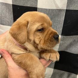 Pink - Yellow female Labrador Retriever puppy in Beaverdam, Virginia from Gold Heart Labradors