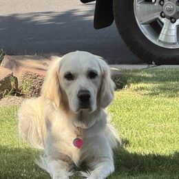 Maggie - Golden Retriever