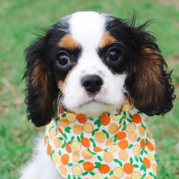 Cavalier King Charles Spaniels, Cavapoos, and Cockapoos from Double M Cocker Spaniels