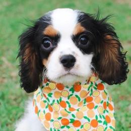 Cavalier King Charles Spaniels, Cavapoos, and Cockapoos from Double M Cocker Spaniels