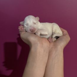 Coconut - White ticked female Border Collie puppy in Jackson, New Jersey from NJ Bees BC