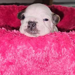 RJ - White and fawn female French Bulldog puppy in Monterey, Louisiana from McaysKennels