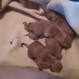 Golden Retriever Puppies from Gingersnap Golden Retrievers