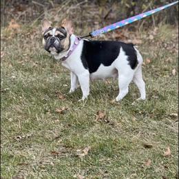 Bamber - French Bulldog