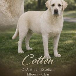 Cotten - Labrador Retriever