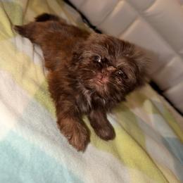 Coffee bean - Chocolate male Shih Tzu puppy in Azusa, California from RJ Shih Tzu lover