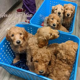 Goldendoodle Puppies from Lu Doodles