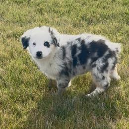 Lexi - Blue merle female Australian Shepherd puppy in Ellensburg, Washington from Creekside Aussies