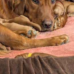 Golden Retriever Puppies from 10 Piece Golden Nugget Retrievers
