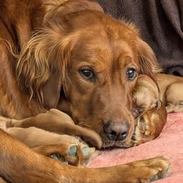 Golden Retriever Puppies from 10 Piece Golden Nugget Retrievers
