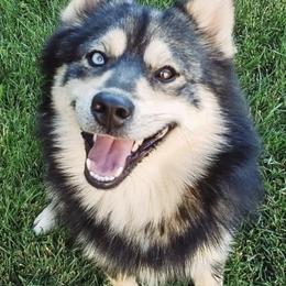 Pomskies from Wildfire Pomskies