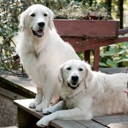 Golden Retrievers from Stoney Acres Retrievers