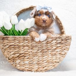 COTTONTAIL - Red merle Miniature Australian Shepherd puppy in Oklahoma City, Oklahoma from Outland Toy & Mini Aussies