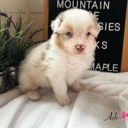 Ash - Red merle female Australian Shepherd puppy in Murrayville, Georgia from Mountain Ridge Aussies