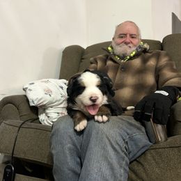 Thunder - Black rust and white male Bernese Mountain Dog puppy in Strasburg, Ohio from Lois Allison