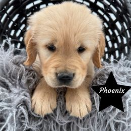 Phoenix - Golden male Golden Retriever puppy in Cadillac, Michigan from K & M Golden Retrievers