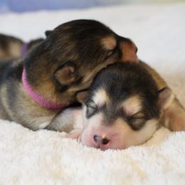 Alaskan Malamute Puppies from New River Valley Malamutes