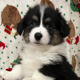 Royal - Pembroke Welsh Corgi puppy from Triple T Corgis