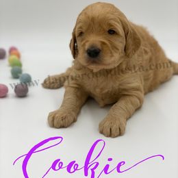 Goldendoodle Puppies from Dapper Doodles of Tennessee