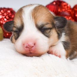 Girl 1 - Red female Pembroke Welsh Corgi puppy in San Antonio, Texas from Moxxi's Legacy Corgis