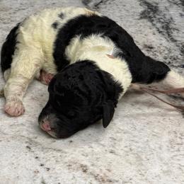 Thumper - Black and white male Sheepadoodle puppy in Chesapeake, Virginia from Doodle-Cove